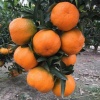 Quýt hồng (quýt tiều) của nông dân
